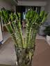 沭之美龙竹水培客厅绿植招财旺宅花卉植物水养常青竹子文昌竹源头直发 实拍图