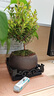 开时果 小叶赤楠盆景中式禅意植物 金丝楠木盆栽办公室内桌面老桩绿植 【热销款】舍得紫砂盆+苔藓+底座 实拍图