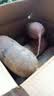 京地达山东冰激凌水果萝卜净重8.5斤单果300g+ 新鲜蔬菜 源头直发 包邮 实拍图