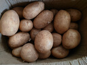 【今年新货】黄心土豆新鲜当季农家自种沙地粉糯黄心鲜土豆马铃薯 【黄皮土豆现挖新货】带箱9-10斤 实拍图