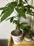 叹为观止大型植物发财树各种大颗盆栽开业乔迁客厅办公室内好养大型花卉 单杆发财树【8公分粗】50厘米高 含盆 实拍图