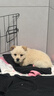 混血比熊幼犬活体比熊犬泰迪犬小型犬茶杯犬博美犬串串宠物狗活体 田园级 比熊混血+狗粮+狗笼+包邮 公母备注 晒单实拍图