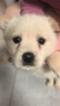 混血比熊幼犬活体比熊犬泰迪犬小型犬茶杯犬博美犬串串宠物狗活体 田园级 比熊混血+狗粮+狗笼+包邮 公母备注 晒单实拍图