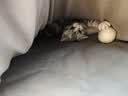 欢宠网猫玩具猫咪羊毛球逗猫磨牙自嗨神器自己玩解闷猫猫小猫幼猫3个装 实拍图