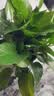 稻草人拖鞋男居家用女抗菌凉拖夏季外穿洗澡防滑浴室内情侣静音 紫36-37 实拍图