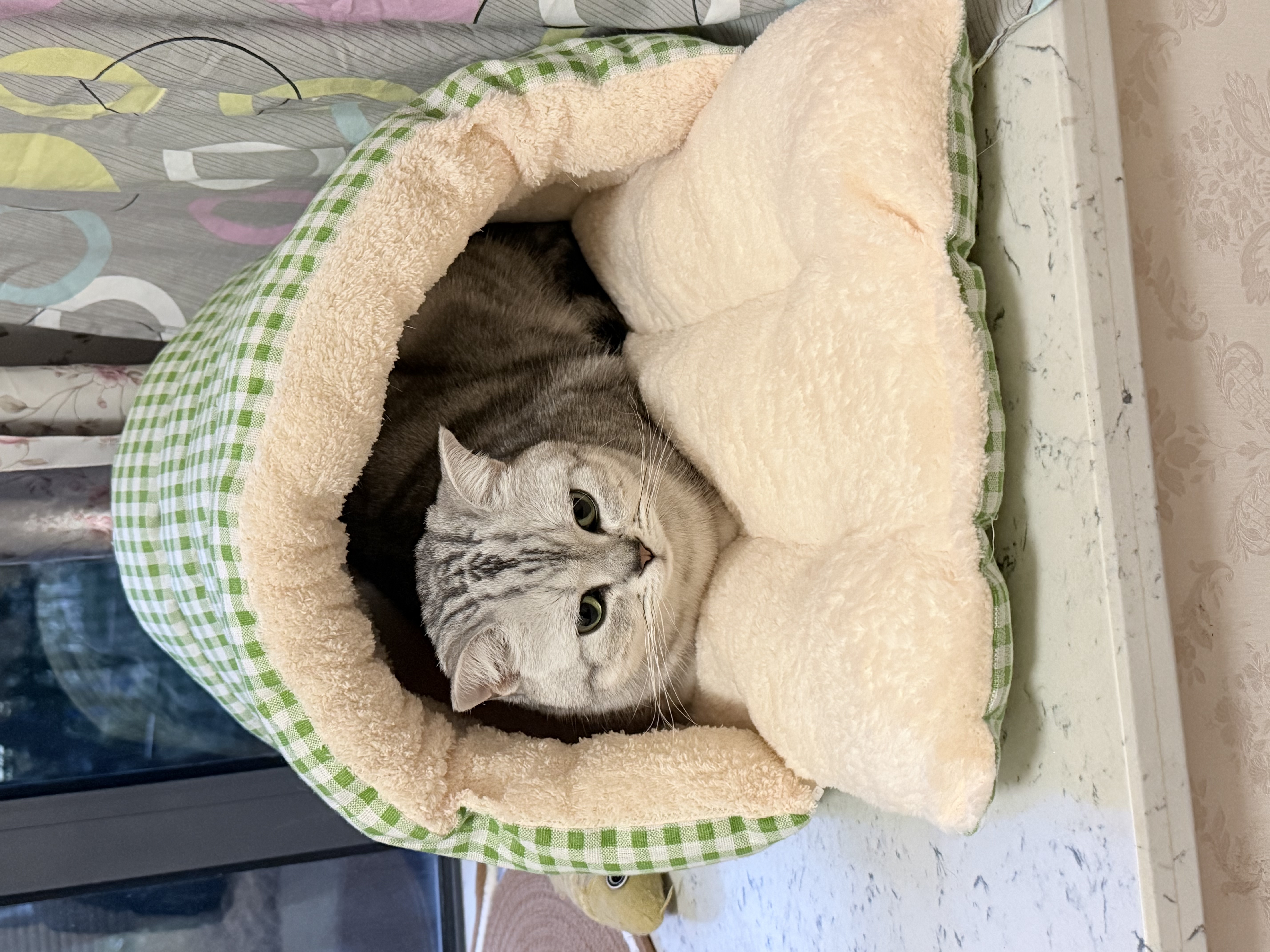 贝初众猫窝保暖冬季半封闭式狗窝小型犬可拆洗猫屋大号四季通用猫窝猫床 岩松绿 中号【建议16斤内】 加倍填充不塌陷|四季通用 实拍图