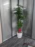 芙洛拉花园【2小时达】发财树绿萝金钱树散尾葵天堂鸟大型绿植室内开业乔迁 步步高发财树 实拍图