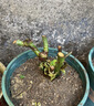 玫瑰花苗老桩绿植物盆栽月季蔷薇老根室内外阳台庭院特大花卉四季 21紫玫瑰（老桩苗四季开花） 实拍图
