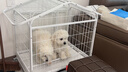 喵先生狗笼狗笼子中型犬小型犬带厕所宠物笼子狗窝狗房子室内围栏狗屋 狗房子白色70*51*79cm建议30斤内 实拍图