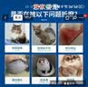 瑞美贝猫咪尿闭利尿尿频尿血猫尿闭猫咪泌尿系统尿路不畅营养 50ml*3瓶 【当晚排尿】 实拍图