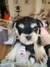 汪爸爸羊奶粉狗犬用幼犬成犬小狗比熊金毛狗狗专用营养补充剂宠物奶粉 羊奶粉1盒+小型犬奶糕粮1kg 实拍图
