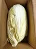 【霜打菜】新鲜大白菜黄心大白菜更甜早餐火锅超市京东包邮 河南大白菜3-5斤净重 实拍图