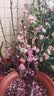 景郁春 JIRYUCUR红梅花盆栽树苗室内外阳台花卉老桩盆景红梅粗2.5cm左右源头直发 实拍图