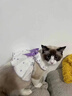阿莫尔猫咪衣服春夏季薄款透气连衣裙防掉毛布偶英短德文猫宠物狗狗衣服 紫色蝴蝶结【可牵引】 XS【胸围30cm，建议1-3斤内】 实拍图