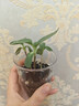 北蔬 向日葵种子苗种植套装植物观察窗儿童盆栽植物 儿童向日葵小盆栽 实拍图