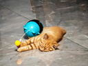 阿莫尔宠物猫咪自嗨漏食球玩具长杆逗猫棒磨牙耐咬不倒翁解闷小猫 蓝色漏食不倒翁 实拍图