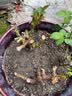 玫瑰花苗老桩绿植物盆栽月季蔷薇老根室内外阳台庭院特大花卉四季 39真宙（老桩苗四季开花） 实拍图