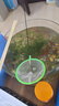 森悠（SARYOR）孔雀鱼纯种观赏鱼小型淡水好养热带鱼活体斑马金鱼凤尾鱼繁殖 杂袍孔雀鱼30条+5条备损 实拍图