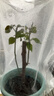 重瓣红三角梅盆栽带花三角梅苗勤花品种爬藤老桩室内花卉植物四季 四季红 3年苗【当年开花】不含盆 实拍图