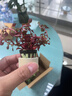 宠小侠水草植物鱼缸真草造景生态全套摆件养鱼增氧铺底阴性水培净化绿植 3杯随机红搭绿草【送种植环】 实拍图
