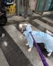 MIKI PAD狗狗雨衣全包四脚防水衣服春秋宠物中大型犬金毛萨摩耶防脏神器 蓝色暴力熊雨衣 7XL（建议背长67cm以内，建议体重65-80斤） 实拍图