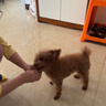 耐威克 狗狗零食幼犬柔软鸡肉条宠物泰迪磨牙棒小狗吃的鸡肉干 宠物火腿肠丨83%含肉·32支 实拍图