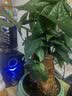 京云梦 三杆发财树大盆栽植物室内盆景四季常青绿植客厅绿福盆源头直发 实拍图