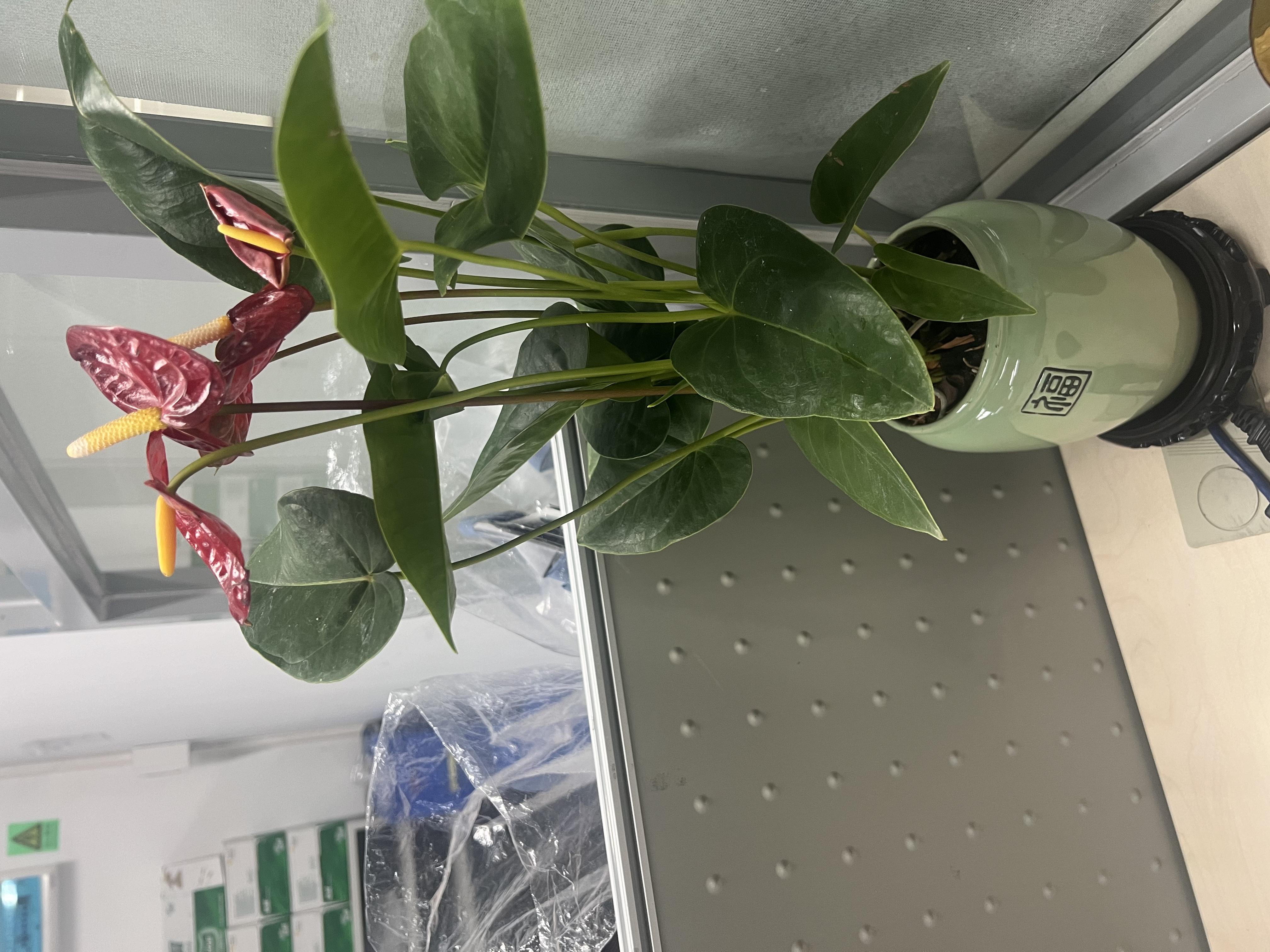 京云梦红掌盆栽花卉土培水养四季常青绿植办公室除甲醛红掌绿福源头直发 实拍图