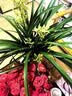 怡家彤乐兰花肥料专用肥植物黄叶黑斑促开花素营养液多箭素浓缩催花肥 1瓶【500ml】 实拍图