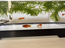 Barbarous Growth鱼缸小型免换水家用缸客厅水族箱金鱼缸制氧过滤生态桌面塑料透明 中号【底排缸】 黑色 实拍图