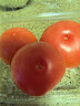 番茄约500g 实拍图