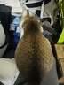 全价猫粮长肉发腮5斤成猫幼猫通用型高蛋白营养高蛋白长肉发腮 高蛋白鸡肉（营养纯粮）20斤 实拍图