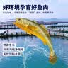 黄小渔【野化黄鱼】宁德三去黄花鱼300g/条 大黄鱼 生鲜 海鱼清蒸烧烤 实拍图