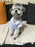 派乐特 狗狗衣服可牵引猫咪衣服秋冬新款小型猫犬宠物通用加绒保暖衣服L 实拍图
