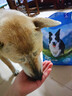 力狼狗粮 全价成犬粮 博美泰迪金毛阿拉斯加边牧大中小犬型粮 【53%肉含量-护胃健骨】鲜鸭肉梨40斤 实拍图