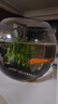 易萌 桌面鱼缸 金鱼缸 玻璃花盆水培 养花养鱼玻璃 球形圆形鱼缸25cm 实拍图
