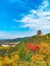 岳虎 免安装整装全实木椅子家用靠背椅餐厅简约饭店木椅子实木餐椅 18款胡桃色(不用安装，整装发货) 全实木款 实拍图