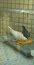 憨憨宠 鸽子笼 家用养殖鸟笼子特大号繁殖笼折叠配对笼大型带隔断鸽子窝 600# 可折叠鸽子笼 银色 实拍图