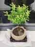 花翁小叶赤楠老桩苗紫檀微景观水培办公室内好养盆景绿植盆栽源头直发 实拍图