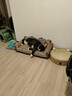 hoopet猫抓板沙发耐磨不掉屑猫爪板猫窝猫床一体耐抓床贵妃椅超大瓦楞纸 银色大号沙发床猫抓板【需组装】 晒单实拍图