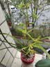 CPAI日本进口好康多兰花专用缓释肥魔肥兰科君子兰墨兰促花植物颗粒肥 花卉绿植通用14-13-13+4S-500克 无规格 实拍图