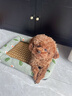 licheers猫狗窝凉席小型犬宠物猫咪睡垫夏季床垫泰迪中大型犬狗垫子 S号 实拍图
