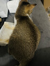 全价猫粮长肉发腮5斤成猫幼猫通用型高蛋白营养高蛋白长肉发腮 高蛋白鸡肉（营养纯粮）20斤 实拍图