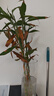 【富贵竹】广州发货水培植物好养懒人节节高供佛办公室内礼物七夕 富贵竹70cm5支 实拍图