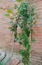 行湘爬藤月季花苗绿植盆栽爬墙花卉 红色龙沙50-70cm（1棵）源头直发 实拍图