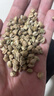 乡沐禾火麻仁 火麻茶 精选颗粒饱满火麻子 火麻籽 火麻仁茶养生滋补品男 大颗粒(生)500g*1袋 实拍图