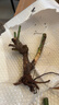 玫瑰花苗老桩绿植物盆栽月季蔷薇老根室内外阳台庭院特大花卉四季 18蜜桃雪山（老桩苗四季开花） 实拍图