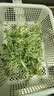 新鲜【香椿】芽苗菜可食用香椿苗香春苗冷艺新鲜蔬菜苗菜摆盘装饰 特嫩香椿苗800克4盒装 实拍图