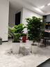 叹为观止大型植物发财树各种大颗盆栽开业乔迁客厅办公室内好养大型花卉 幸福树【1.2-.1.4米】 含盆 实拍图