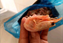 禧美海产熟冻北极甜虾净重3斤装/盒 150/180小号规格 MSC认证 轻食海鲜 实拍图